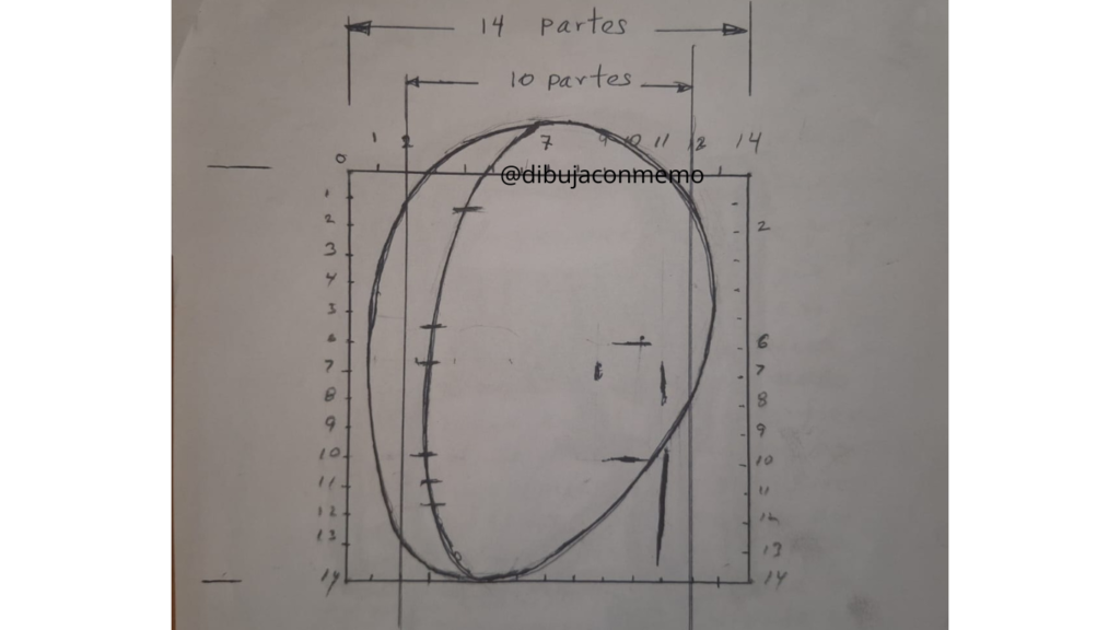 líneas de proporción rostro de un cuarto de perfil